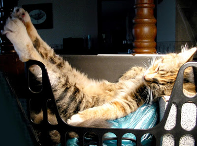 Cat Lounging in the Sun