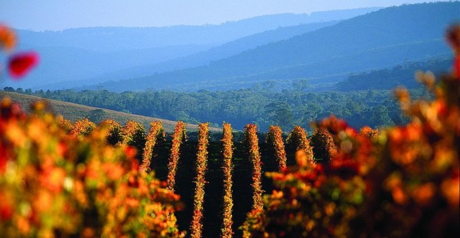 VineyardsYarraValley