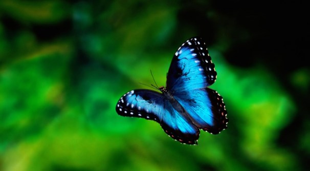 blue butterfly