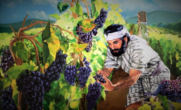 working in the vineyard (2)