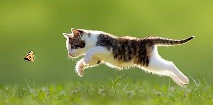 cat-hunting-butterfly.jpg