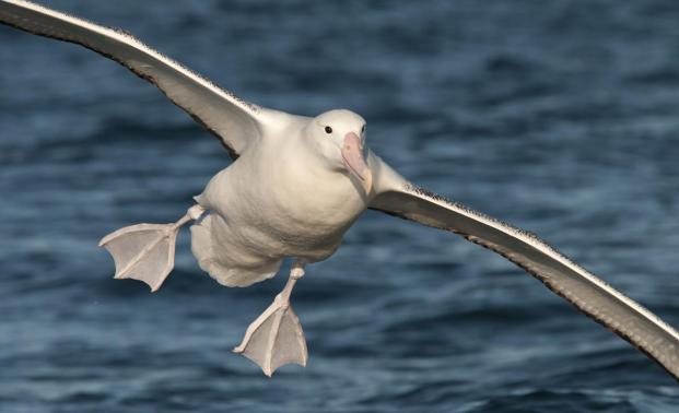 albatross.jpg