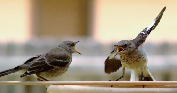 mocking birds quarrelling.jpg