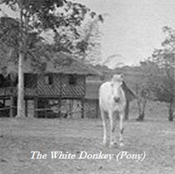 whitepony