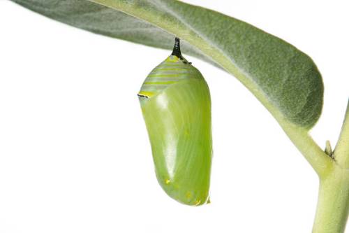 monarch cocoon