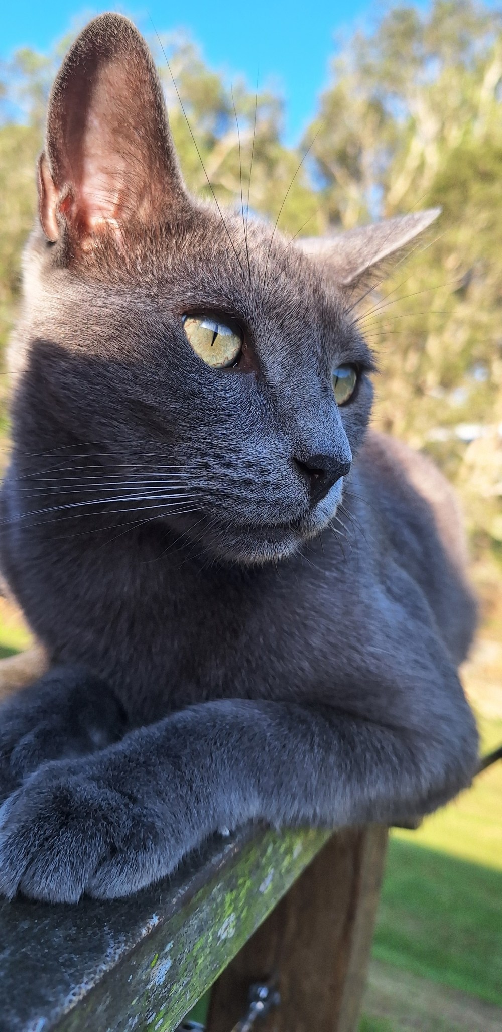 Hugo Boy