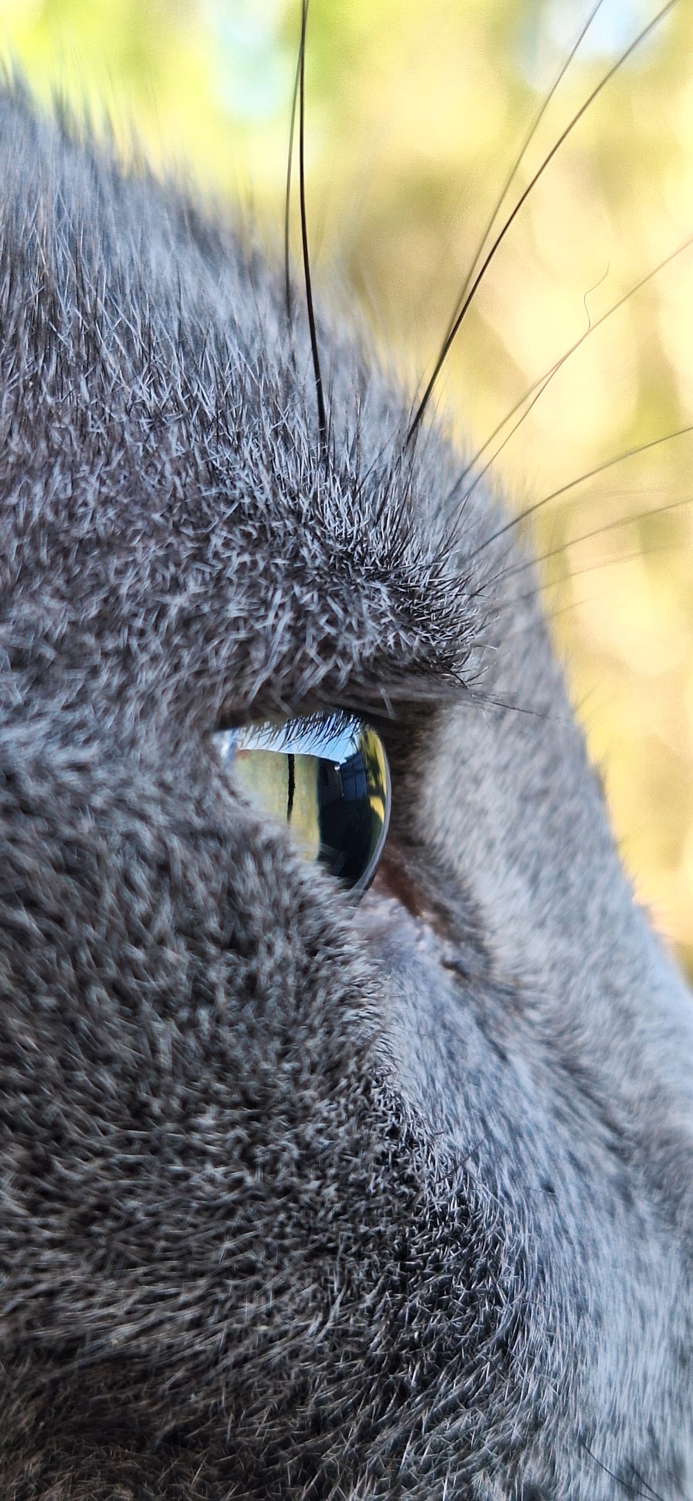 Hugo Eye