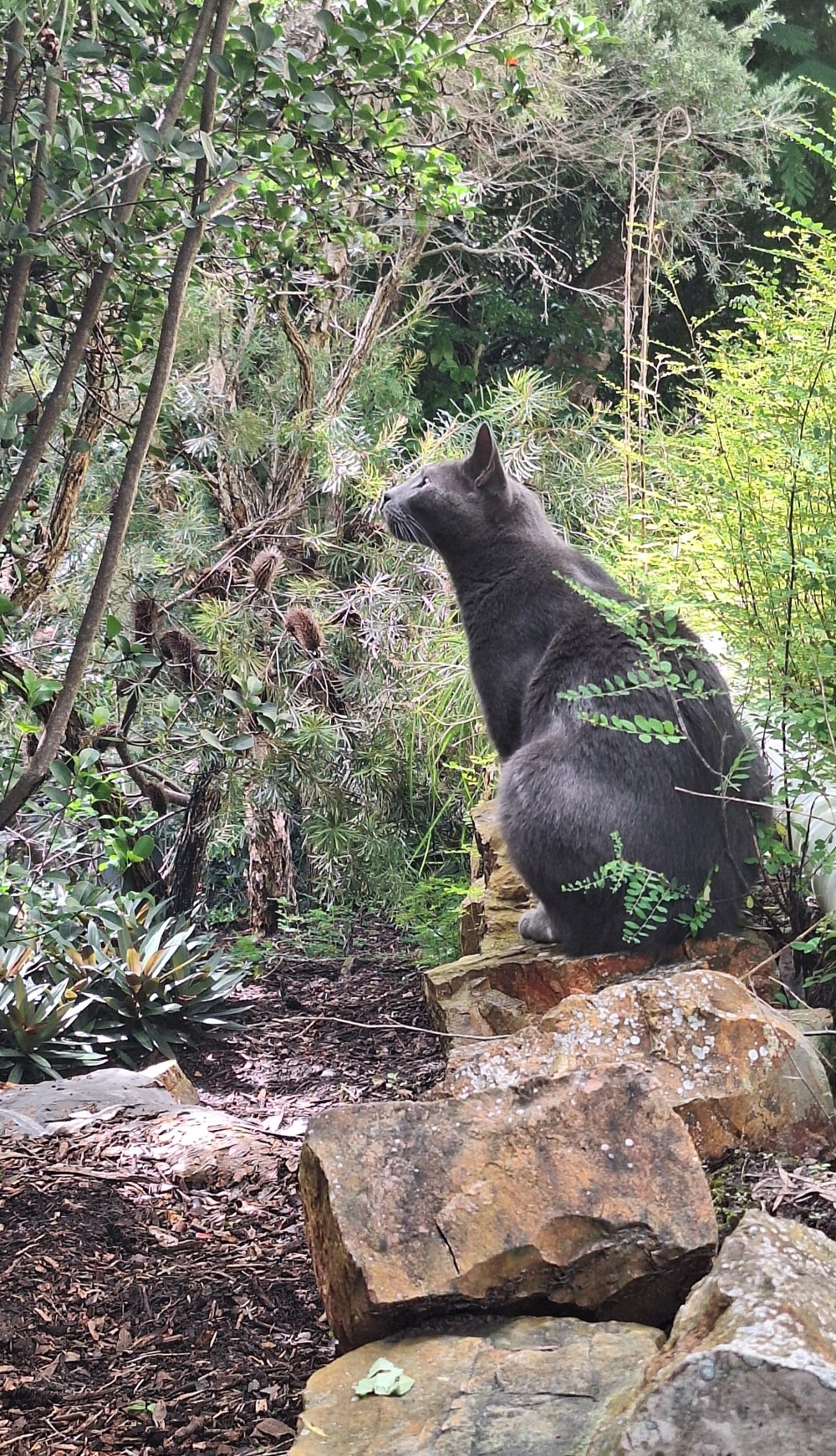 Hugo in the Garden